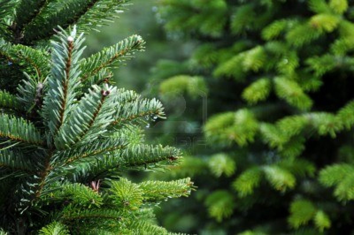 6046088-close-up-of-a-christmas-tree-farm-in-oregon | The Wish Factor