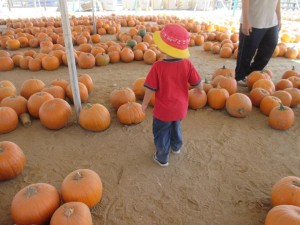 We moved on to find our Great Pumpkin -- the one that would provide us with awesome pumpkin seeds and our Jack-O-Lantern experience.